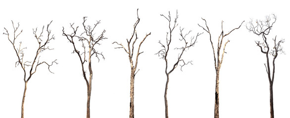Collection of dead trees silhouettes isolated on white background