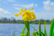 yellow lily on blue sky background