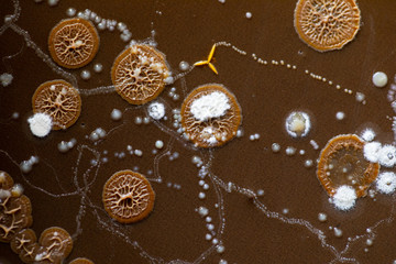 Wall Mural - Backgrounds of Characteristics and Different shaped Colony of Bacteria and Mold growing on agar plates from Soil samples for education in Microbiology laboratory.