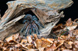 Chilean hair rose tarantula (Grammostola rosea) - closeup with selective focus