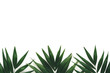 Dark Green Palm Leaves On White Background