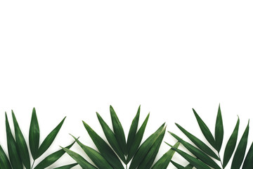 Wall Mural - Dark Green Palm Leaves On White Background