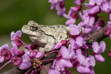 Gray tree frog in a blooming eastern redbud tree - Hyla versicolor