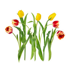 Wall Mural - Seven beautiful vivid yellow and red tulip flowers on long stems with green leaves isolated on white background. Side and front view.