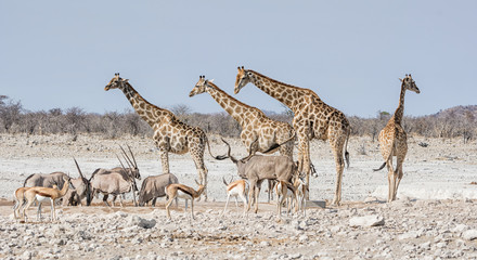 Poster - Busy Watering Hole