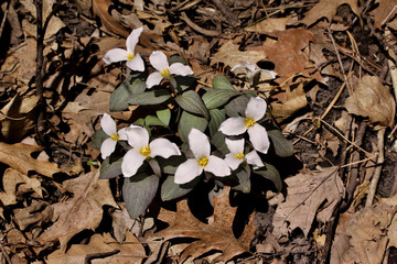 Wall Mural - White snow trillium native wildflowers in their natural woodland habitat