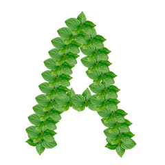 Sticker - Letter A made from green leaves of persimmon, alphabet on isolated white background