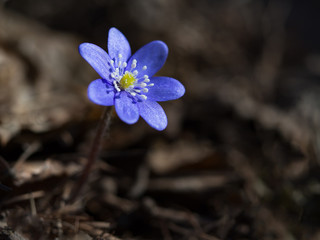 Blue forest primrose spring. Close up.