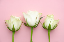 Closeup Flat Lay Three White Roses On A Pink Background. Top View