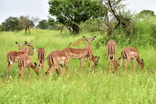 Beautiful Impala Antelopes In African Landscape,Kruger,South Africa