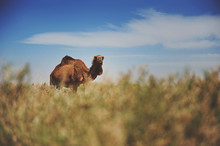 A Camel Strolls Through Shrubland In The Desert