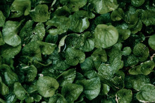 Leafy Green Background