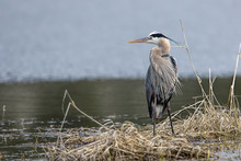 Heron Stands In The Grass.