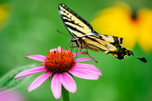 Eastern Tiger Swallowtail, Yellow Butterfly On Purple Cone Flower With Green Background