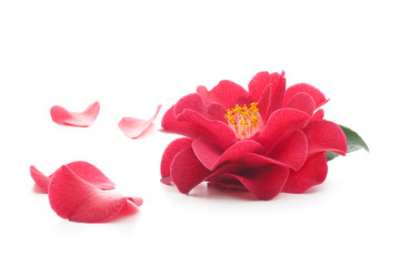 flowers of camellia on a white background