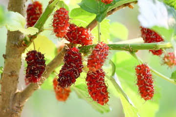 Poster - mulberry fruit and mulberry leaf on the branch