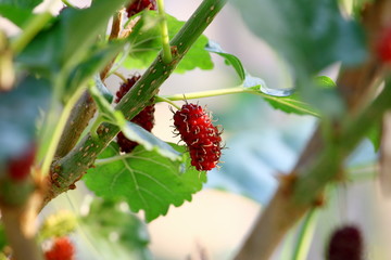 Poster - mulberry fruit and mulberry leaf on the branch