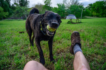 Black lab upclose with tennis ball in his mouth playing fetch