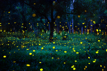 Wall Mural - Firefly flying in the forest. Fireflies in the bush at night in Prachinburi Thailand. Long exposure photo.