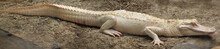 The American Alligator (Alligator Mississippiensis) , Albino Aligator. White Aligator With Brown Background.