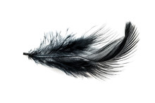Close-up Of Black Feather Isolated On White