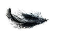 Close-up Of Black Feather Isolated On White