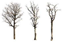 Collection Of Dead Tree Isolated White Background