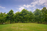 Fototapeta Na ścianę - Beautiful landscaping in area Green field grass and forestt