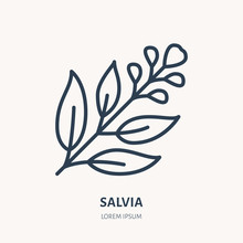 Salvia, Sage Flat Line Icon. Medicinal Plant Leaves Vector Illustration. Thin Sign For Herbal Medicine, Tree Branch Logo
