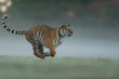 Running tiger on morning green field. Side view to dangerous animal. Tiger profil in agressive run. Siberian tiger