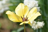 Fototapeta Tulipany - 黄色いチューリップ