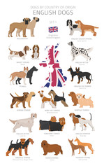 Wall Mural - Dogs by country of origin. English dog breeds. Shepherds, hunting, herding, toy, working and service dogs  set