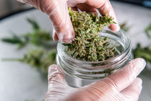 Big Marijuana Buds In Glass Jar. Harvest Weed Process For Buds