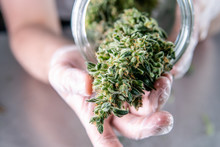 Marijuana Buds Storage In The Glass Jar. The Process Of Improving The Fresh Trimmed Cannabis Harvest