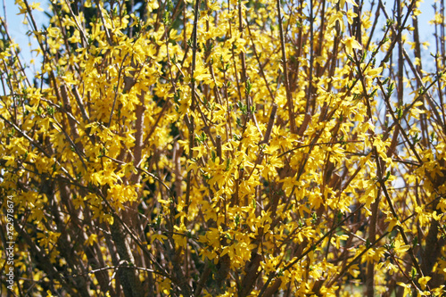 Forsythia Bush With Yellow Flowers Under Sunlight In Springtime Stock Photo Adobe Stock