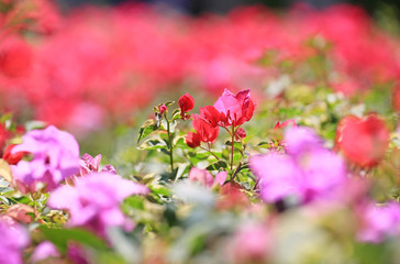 Sticker - Bougainvillea paper flower in pink color