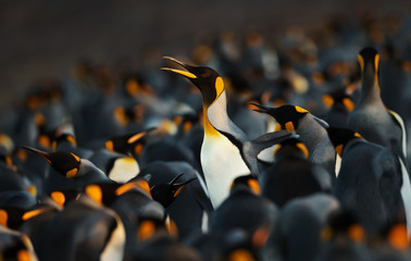 king penguin making way through a group of penguins