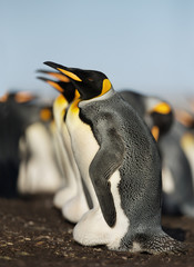 Wall Mural - close-up of a breeding group of king penguins