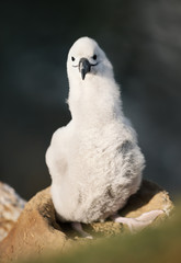 Wall Mural - black-browed albatross chick sitting in the mud nest.