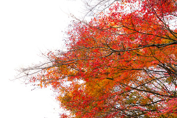 Wall Mural - Maple branch tree on sky background in autumn season, maple leaves turn to red, sunlight in season change, Japan