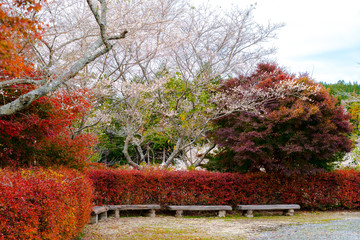 Wall Mural - Rural wooden benches in autumn park or public garden, colourful autumn trees background in Japan.