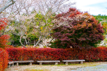 Wall Mural - Four rural wooden benches in autumn park or public garden, colourful autumn trees background in Japan.