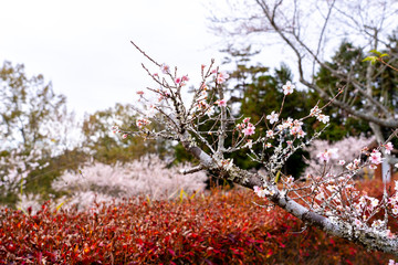 Wall Mural - Focus sakura cherry blossom almost fallen from dry branches on blurred colorful red autumn trees in forest, Japan.