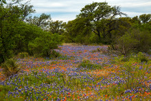Field Full Of Bluebonnets And Indian Paintbrush In The Texas Hill Country, Texas
