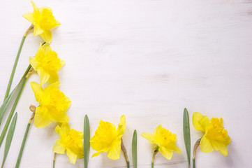 yellow daffodils on white background