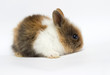 little funny rabbit on a white background