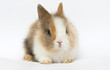 little funny rabbit on a white background