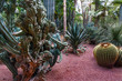 piękny ogród z egzotycznymi kaktusami 