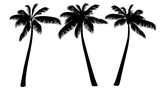 Fototapeta Sypialnia - vector illustration of palm trees on white background.Tropical palm silhouette. Black palm tree silhouette. Set of three trees. Vector illustration isolated on white background.  