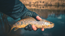 Beautiful Trout In The Hands Of A Fisherman.